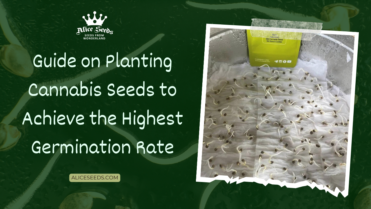 Guide on Planting Cannabis Seeds to Achieve the Highest Germination Rate