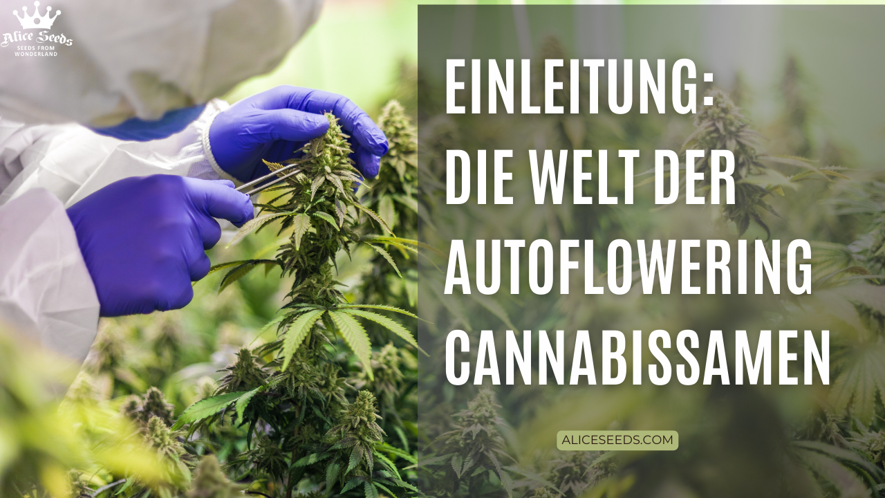 Einleitung: Die Welt der Autoflowering Cannabissamen