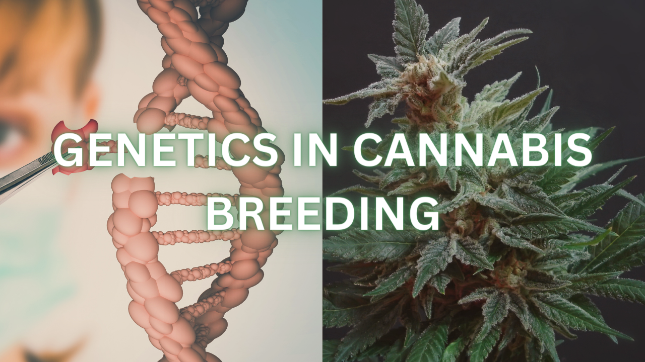 The Role Of Genetics In Cannabis Breeding