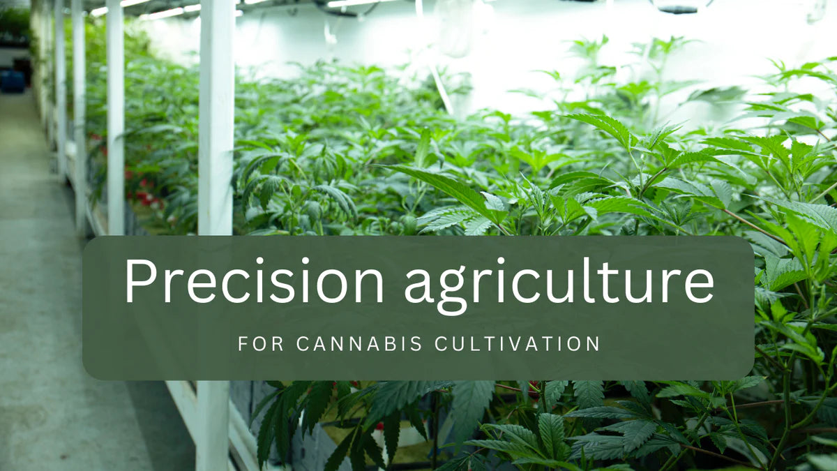 Precision agriculture - Transforming cannabis cultivation with advanced technology