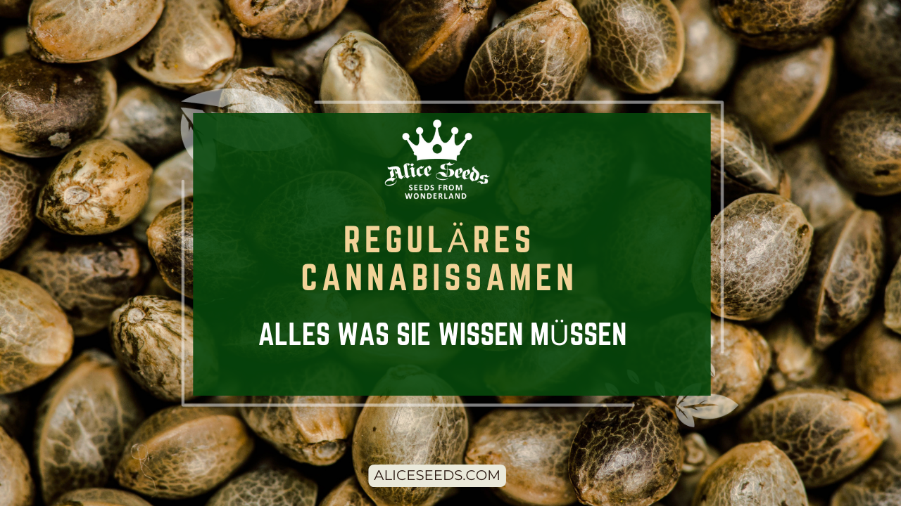 Reguläres-Cannabissamen-Alles-was-Sie-wissen-müssen