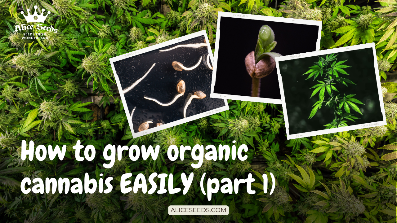How-to-grow-organic-cannabis-easily-alice-seeds-com