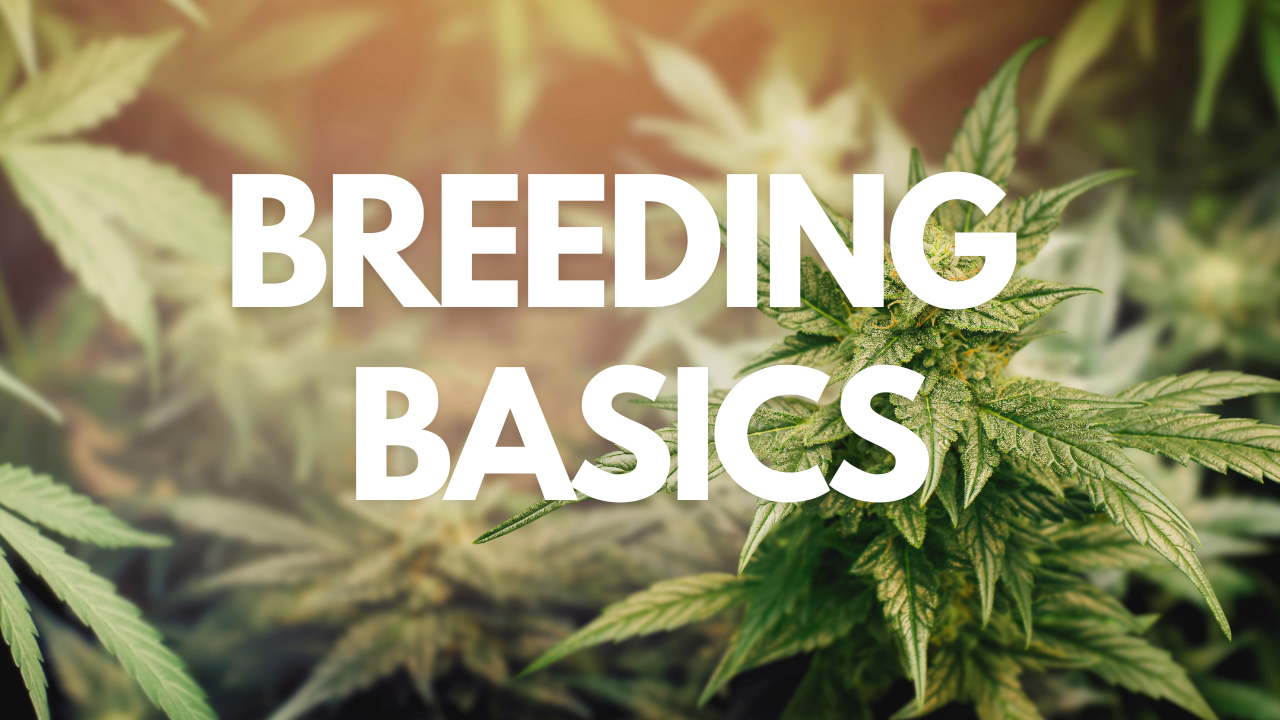 Cannabis breeding The Basics