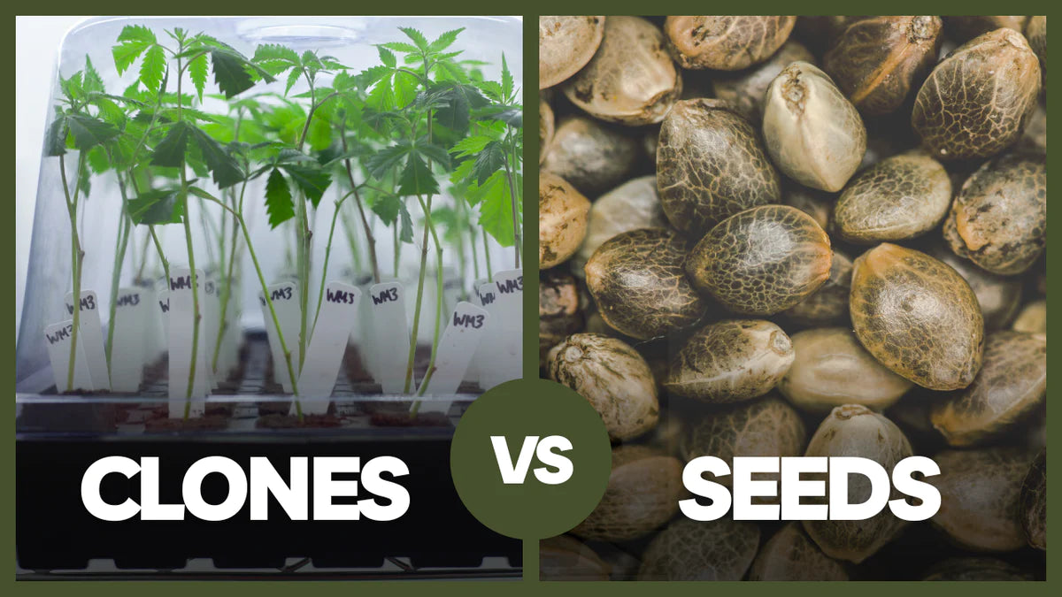 Cloning vs seeding in cannabis cultivation: An in-depth comparison