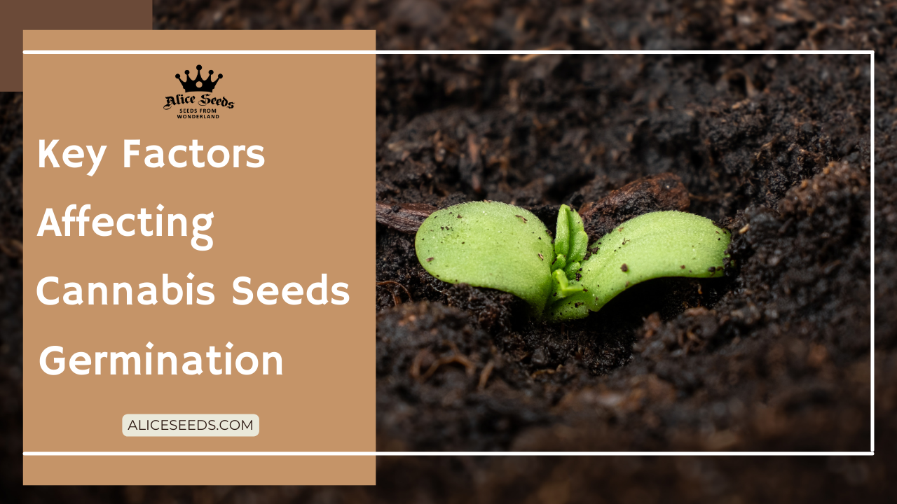 key-factors-affecting-cannabis-seeds-germination-alice-seeds-com