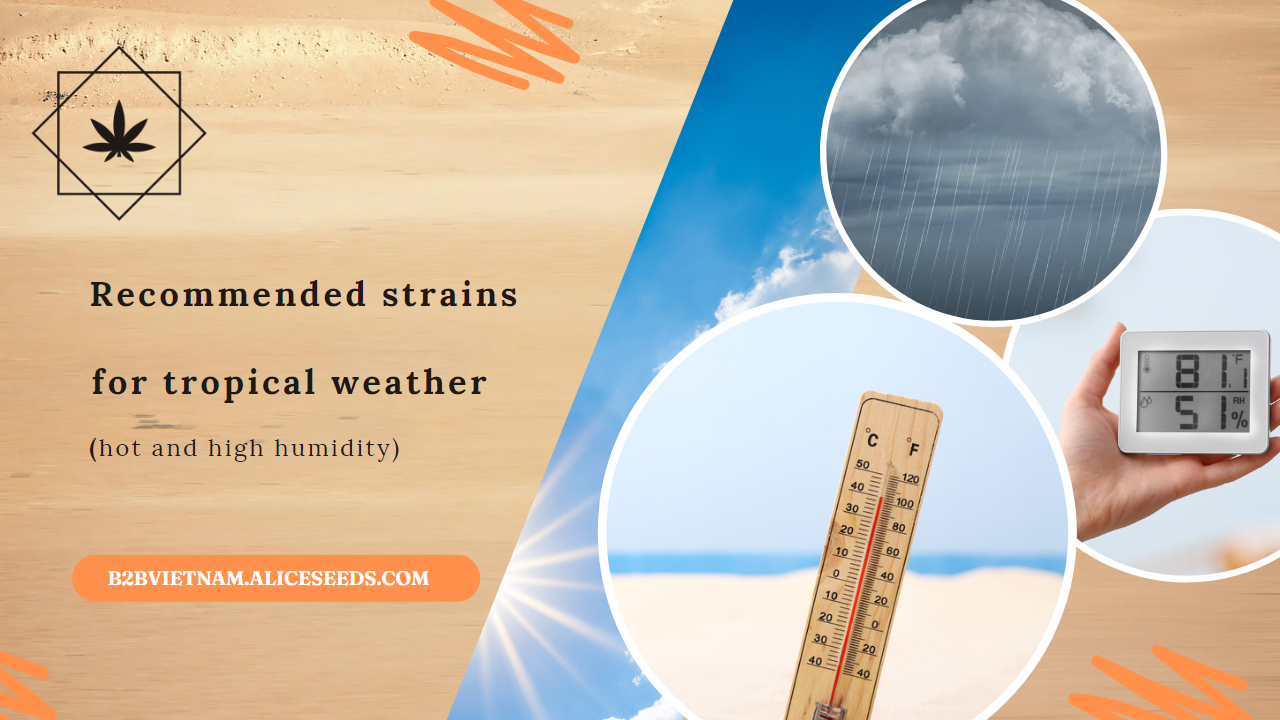 recommended-strains-for-tropical-weather-alice-seeds