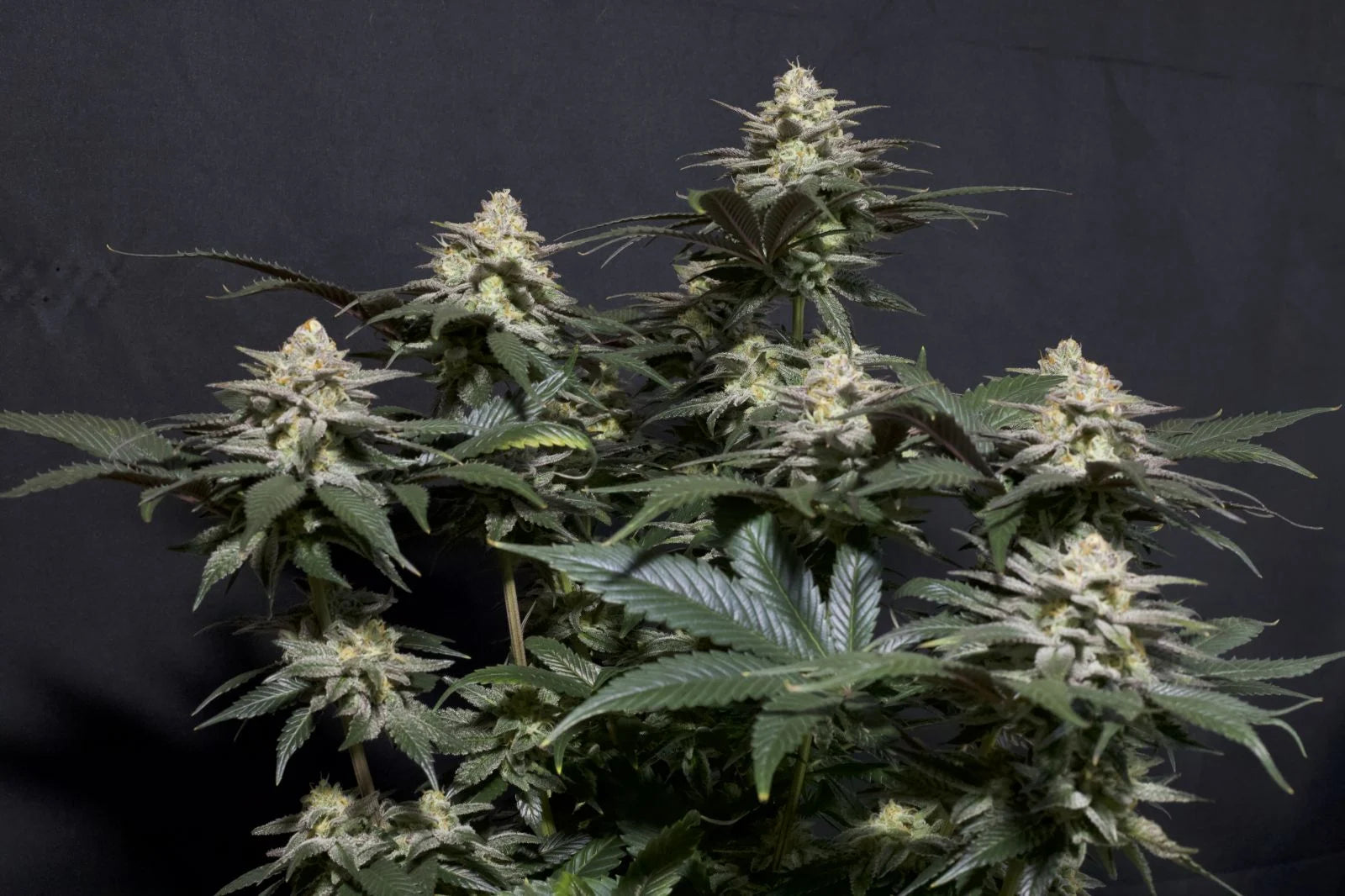 Purple Lemonade Fastflowering - Feminized