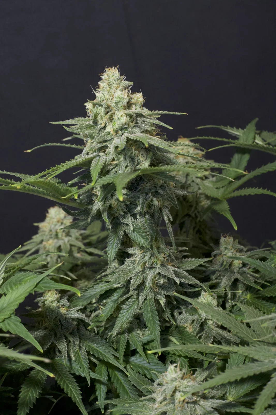 Wedding Cheesecake Fastflowering - Feminized