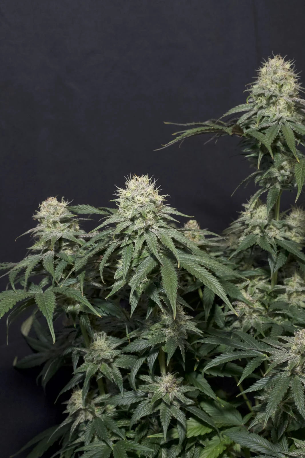 Tropicana Cookies Fastflowering - Feminized