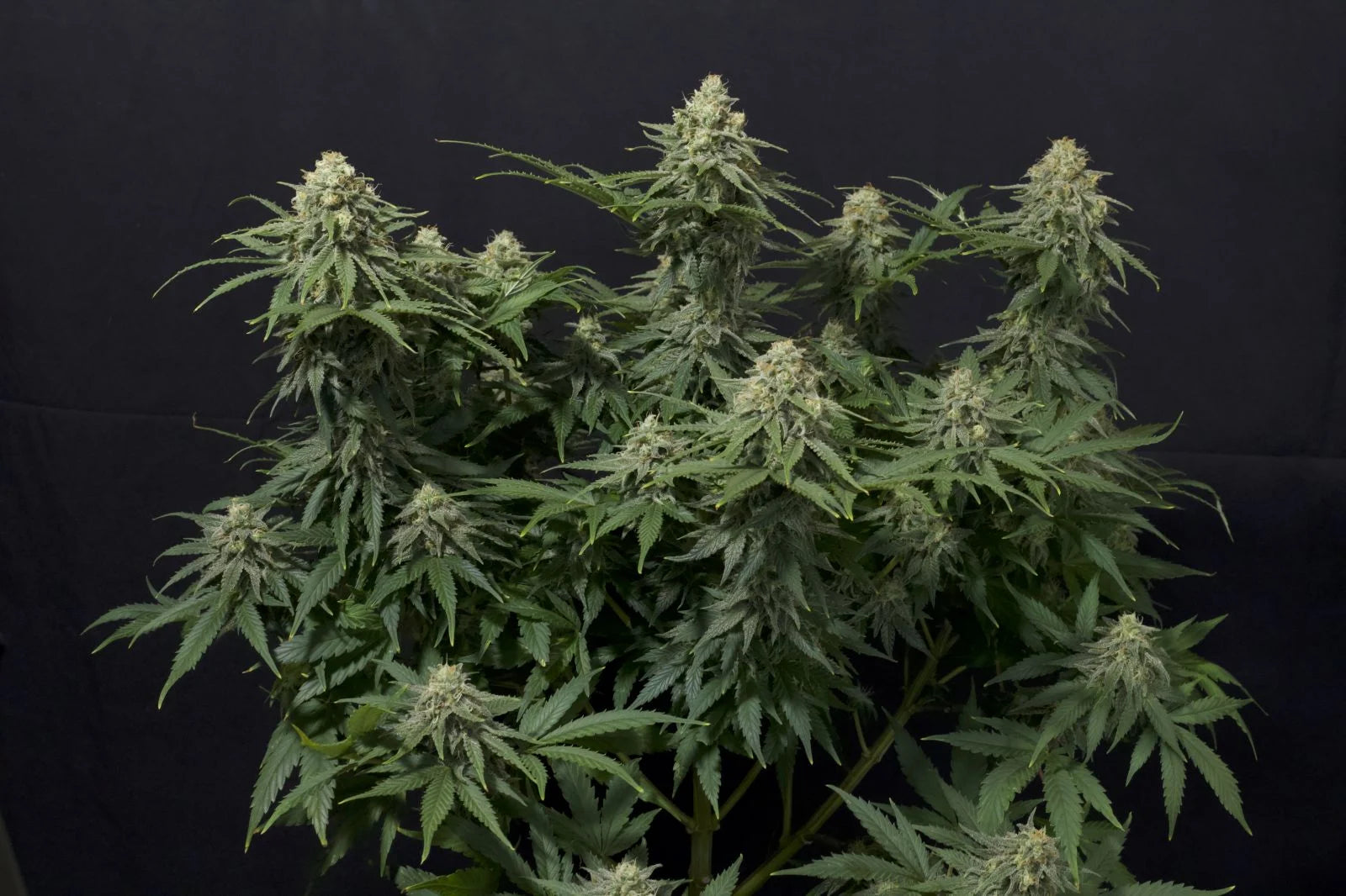 Wedding Cheesecake Fastflowering - Feminized 1