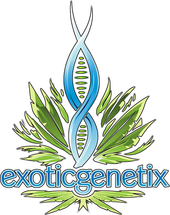 Plasma Gas - Feminized 2