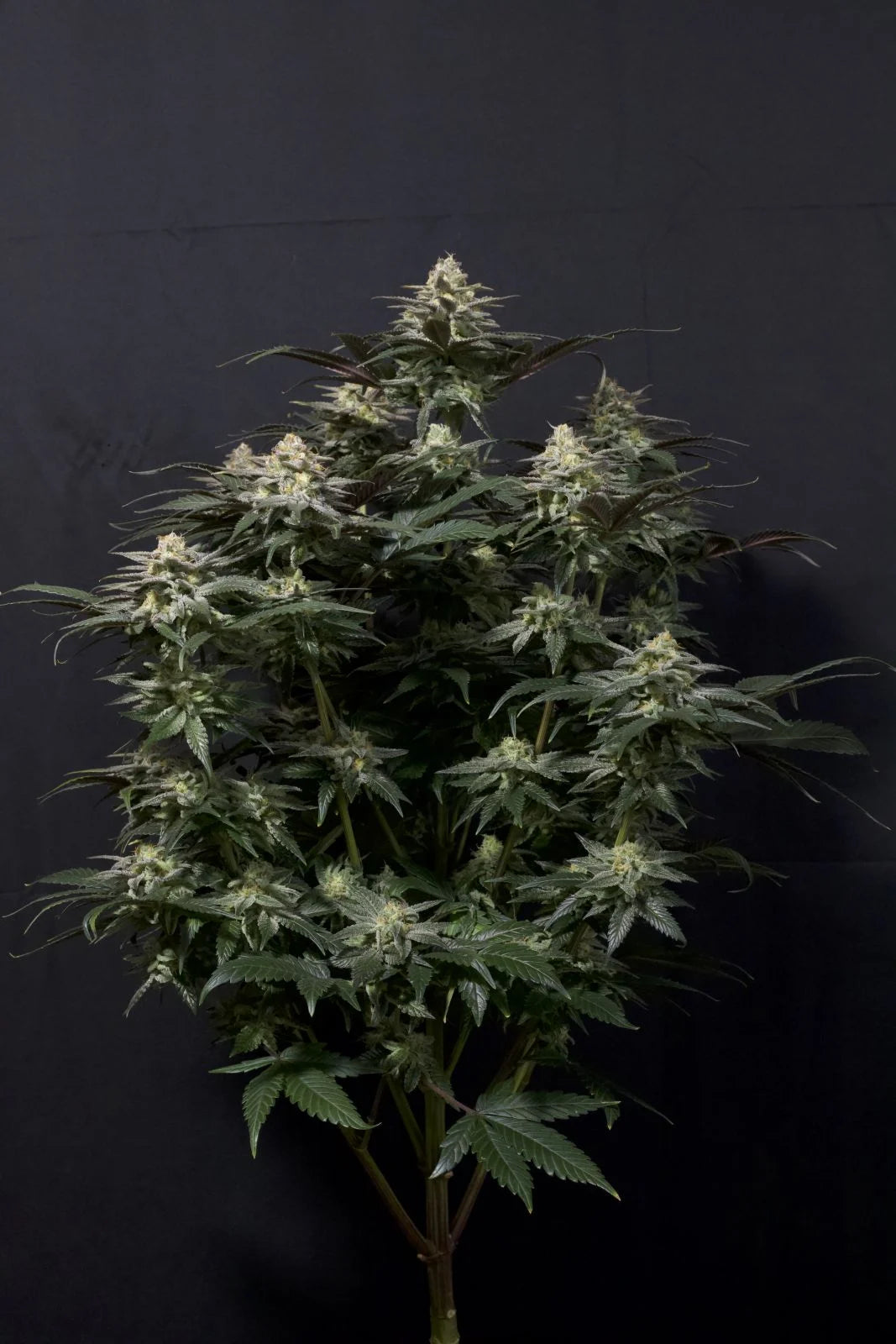 Purple Lemonade Fastflowering - Feminized 2