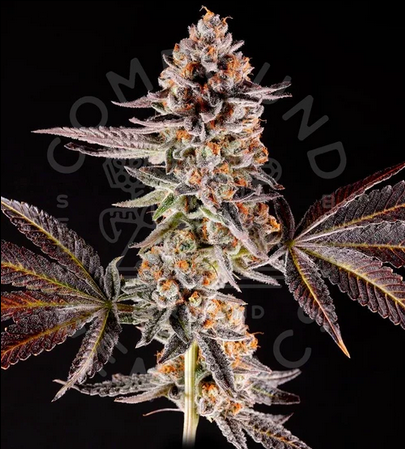 La Bomba - Feminized