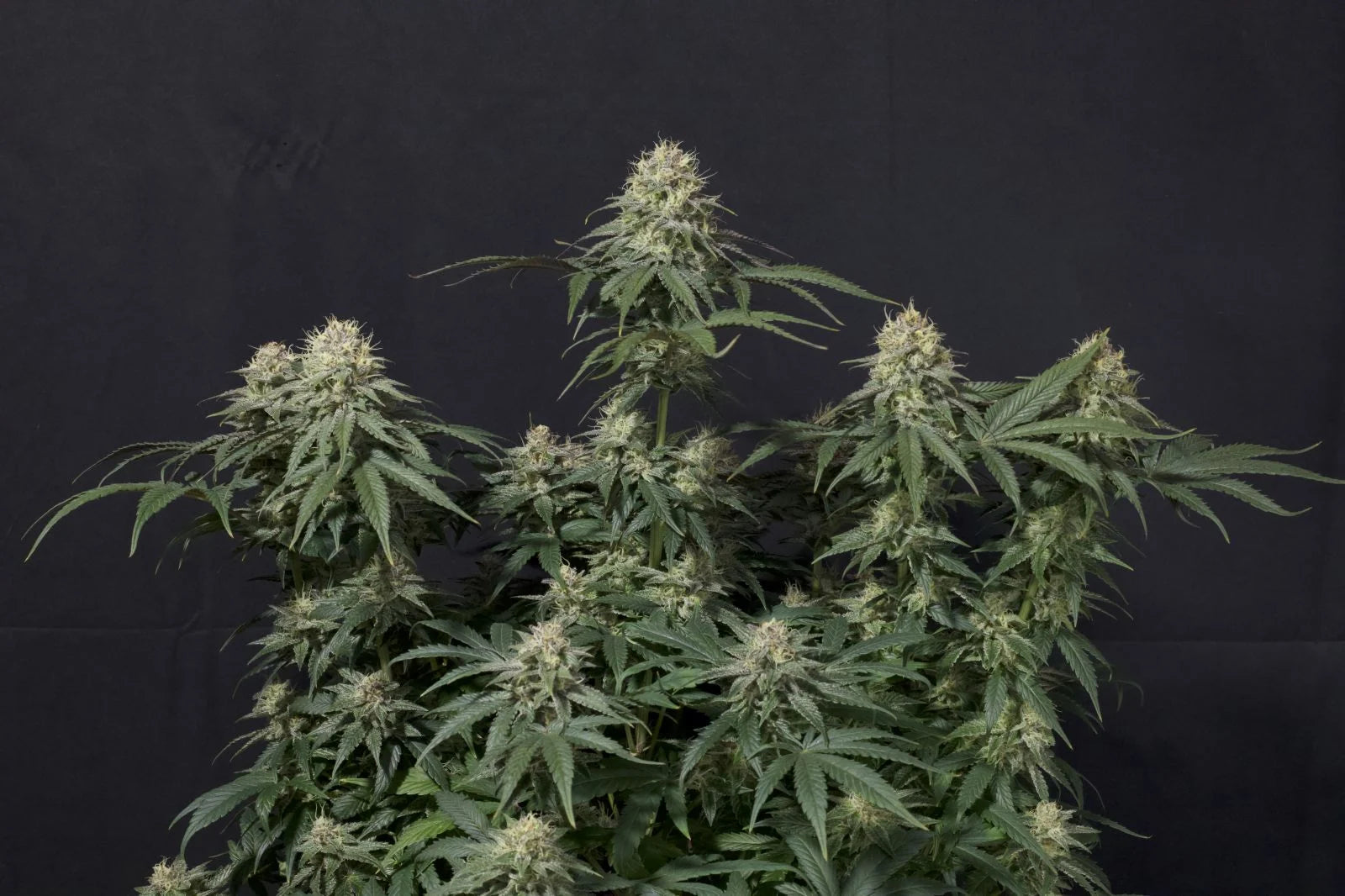 Tropicana Cookies Fastflowering - Feminized1
