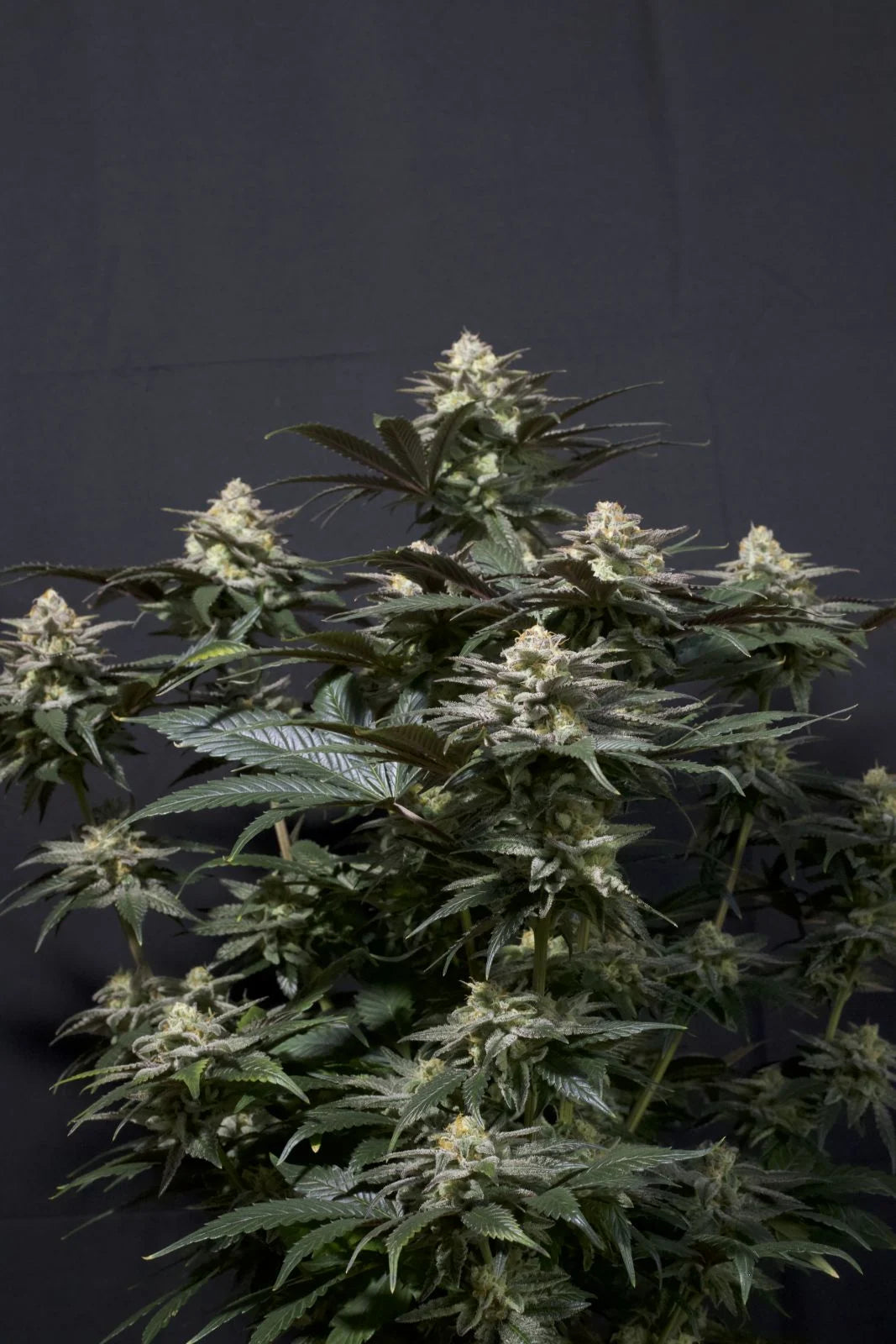 Purple Lemonade Fastflowering - Feminized 3