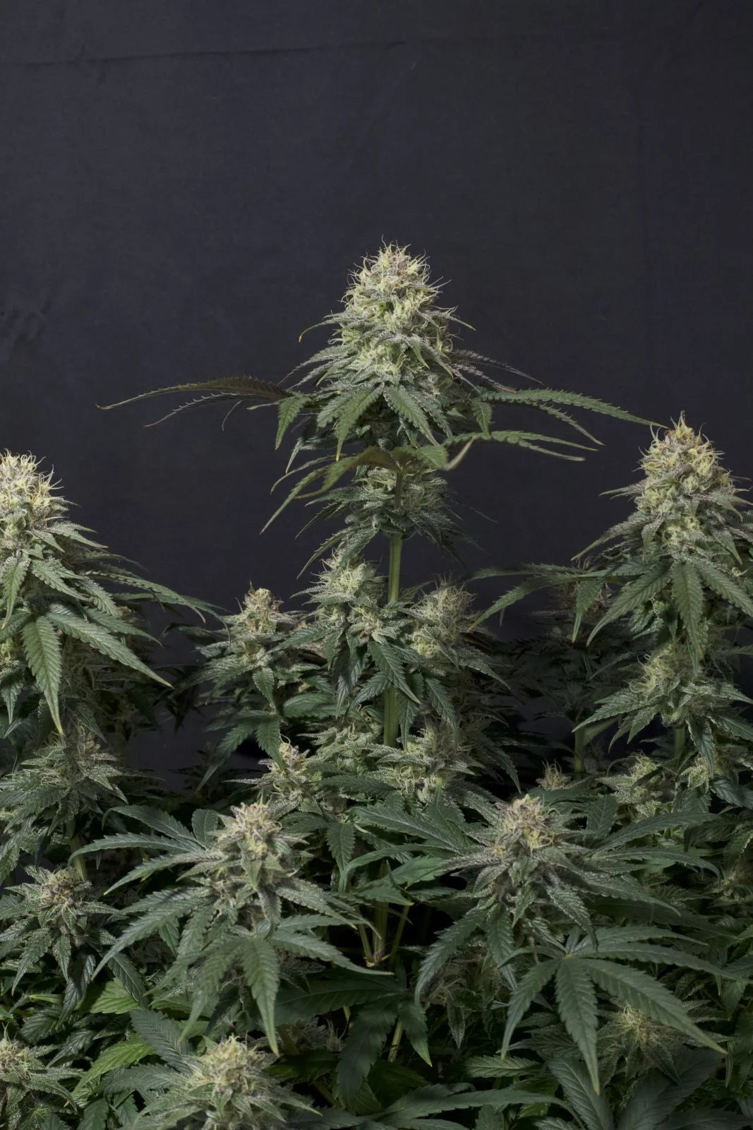 Tropicana Cookies Fastflowering - Feminized 2