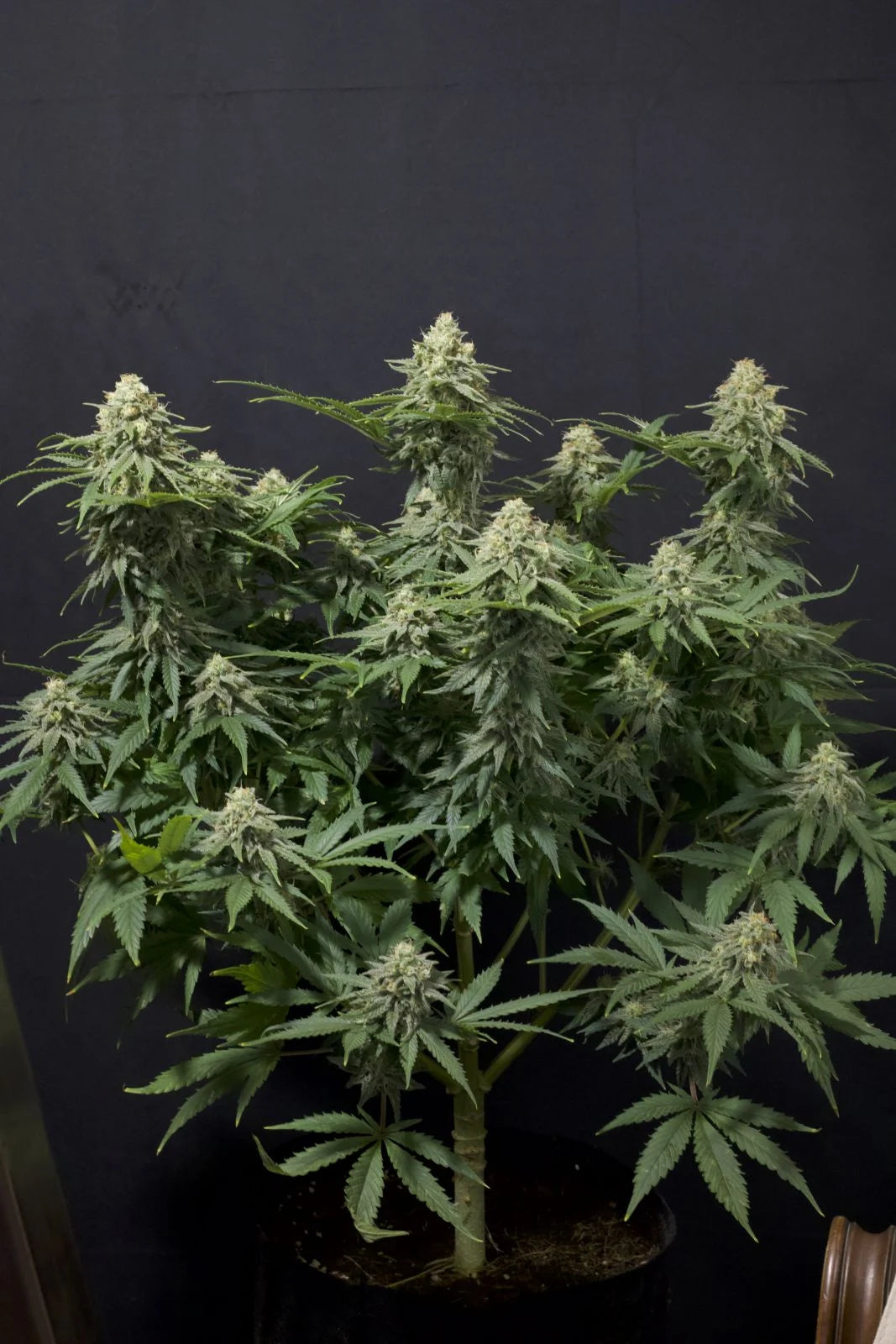 Wedding Cheesecake Fastflowering - Feminized 2