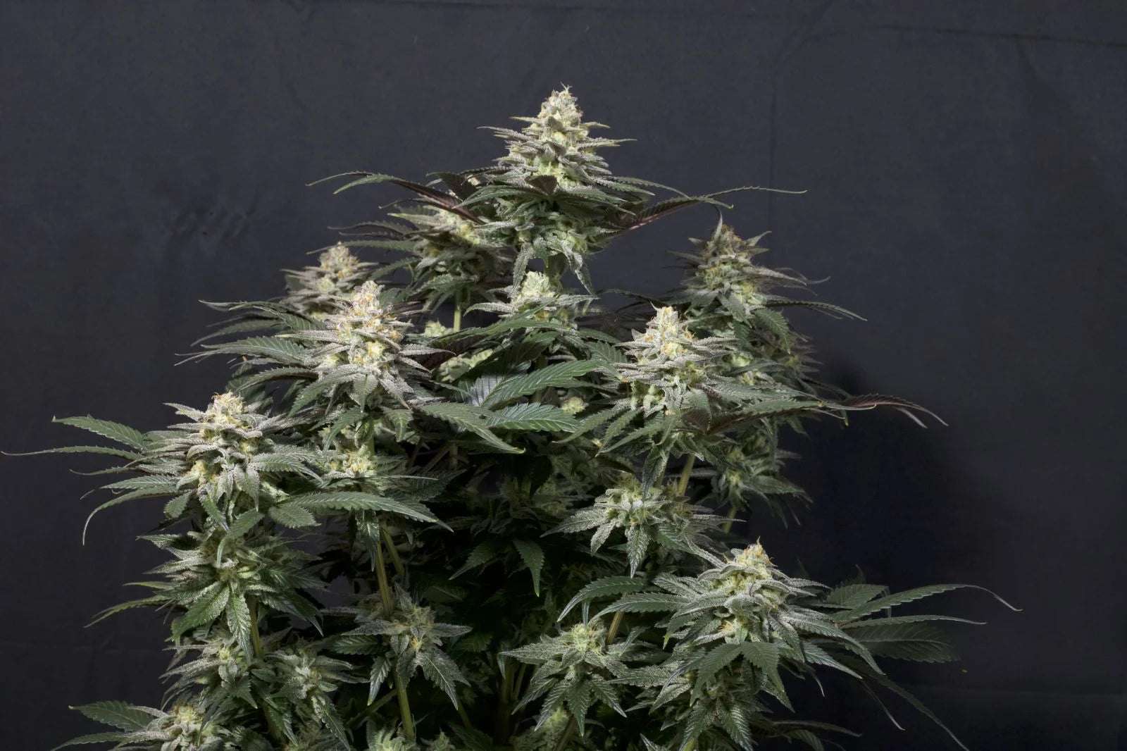 Purple Lemonade Fastflowering - Feminized 4