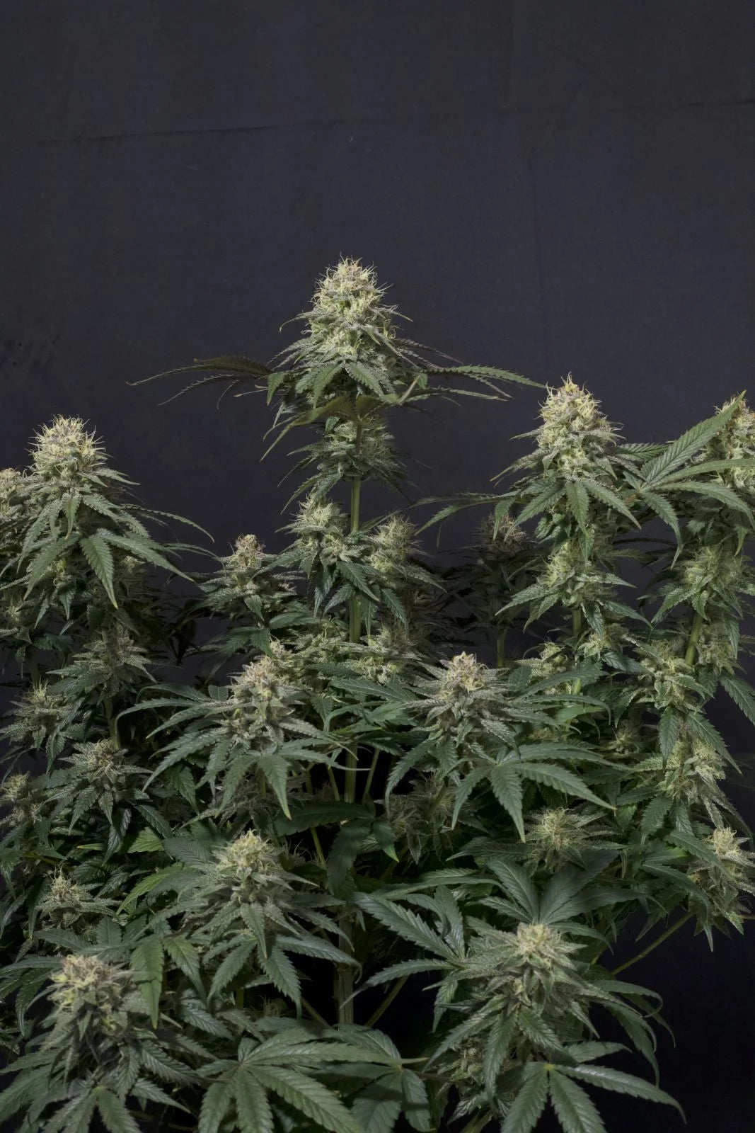 Tropicana Cookies Fastflowering - Feminized 3