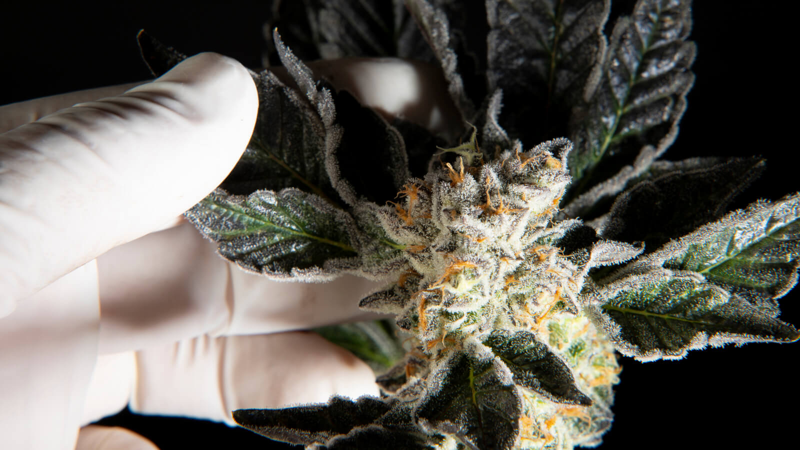 Key Lime Pie x Do-Si-Dos Feminized Seeds 4