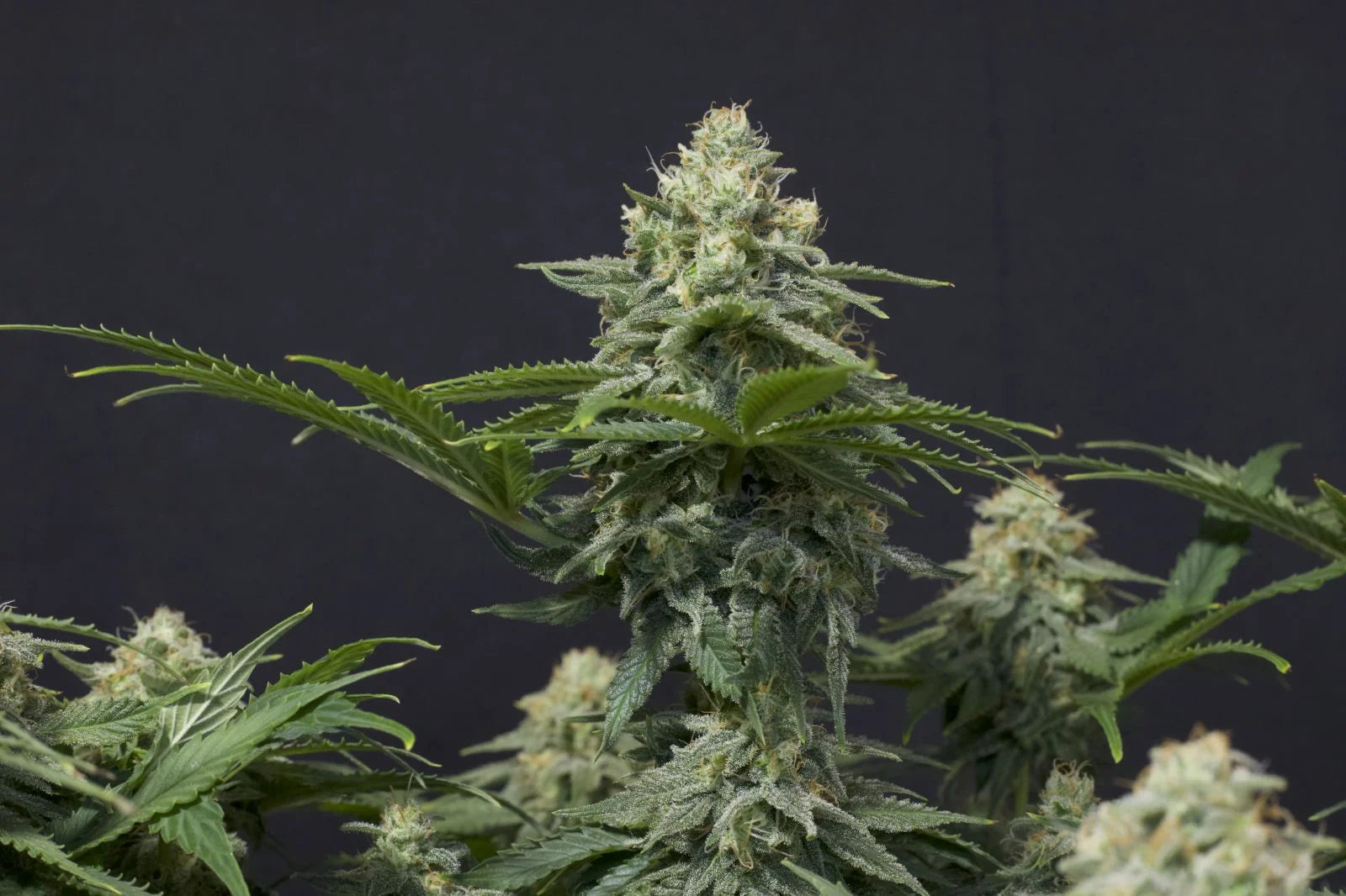 Wedding Cheesecake Fastflowering - Feminized 3