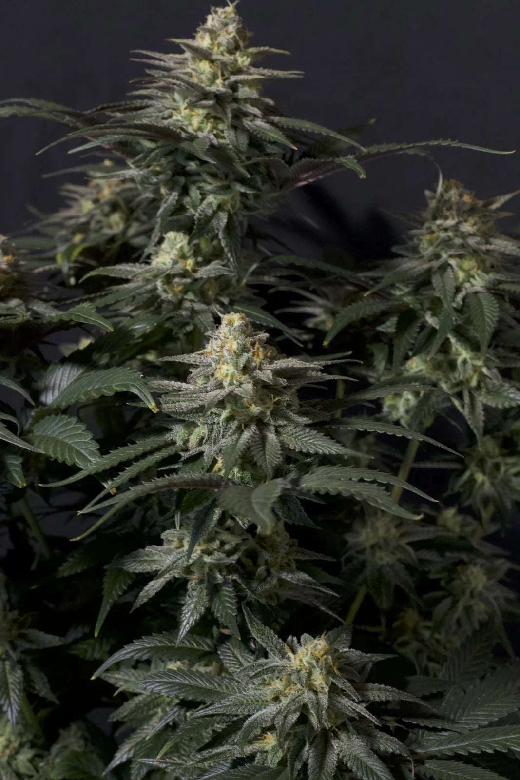 Purple Lemonade Fastflowering - Feminized 5