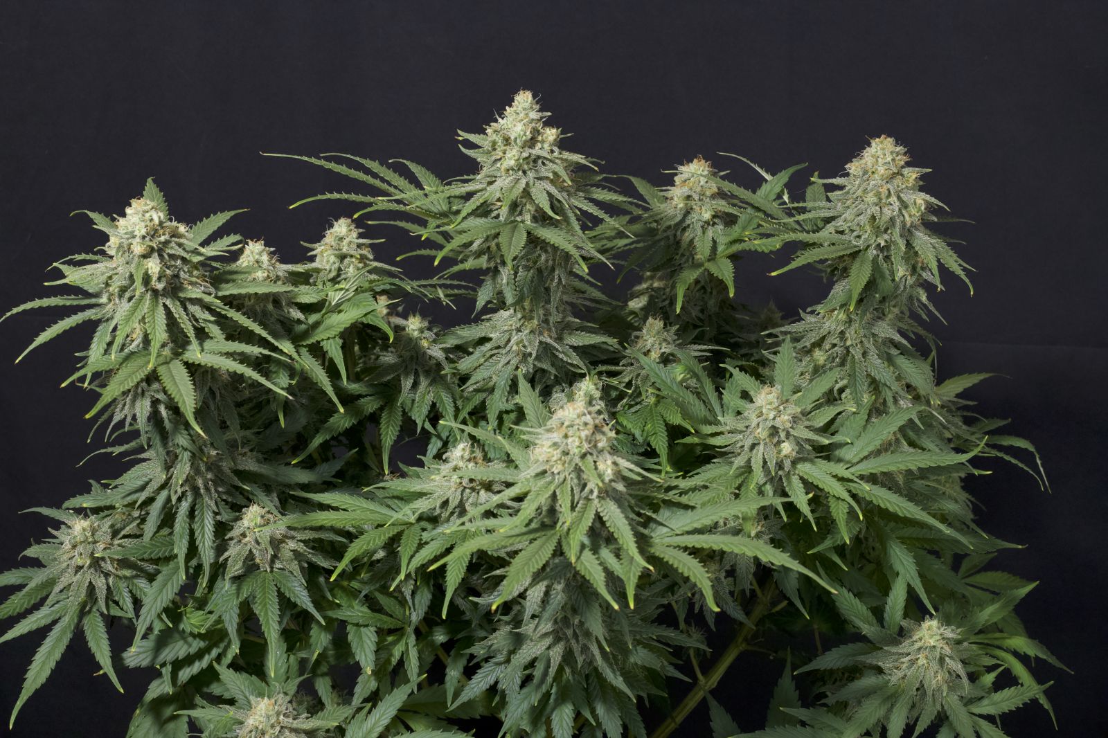 Wedding Cheesecake Fastflowering - Feminized 4