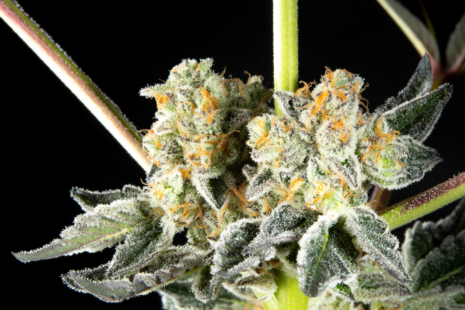 Key Lime Pie x Do-Si-Dos - Feminized