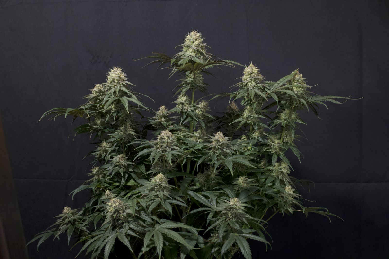 Tropicana Cookies Fastflowering - Feminized 4