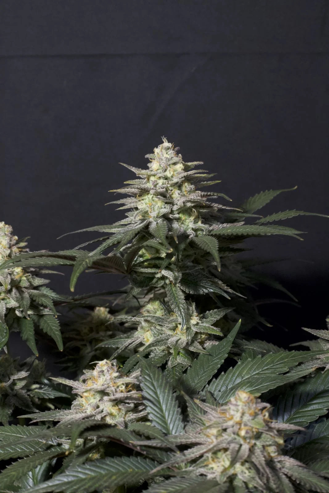 Purple Lemonade Fastflowering - Feminized 6