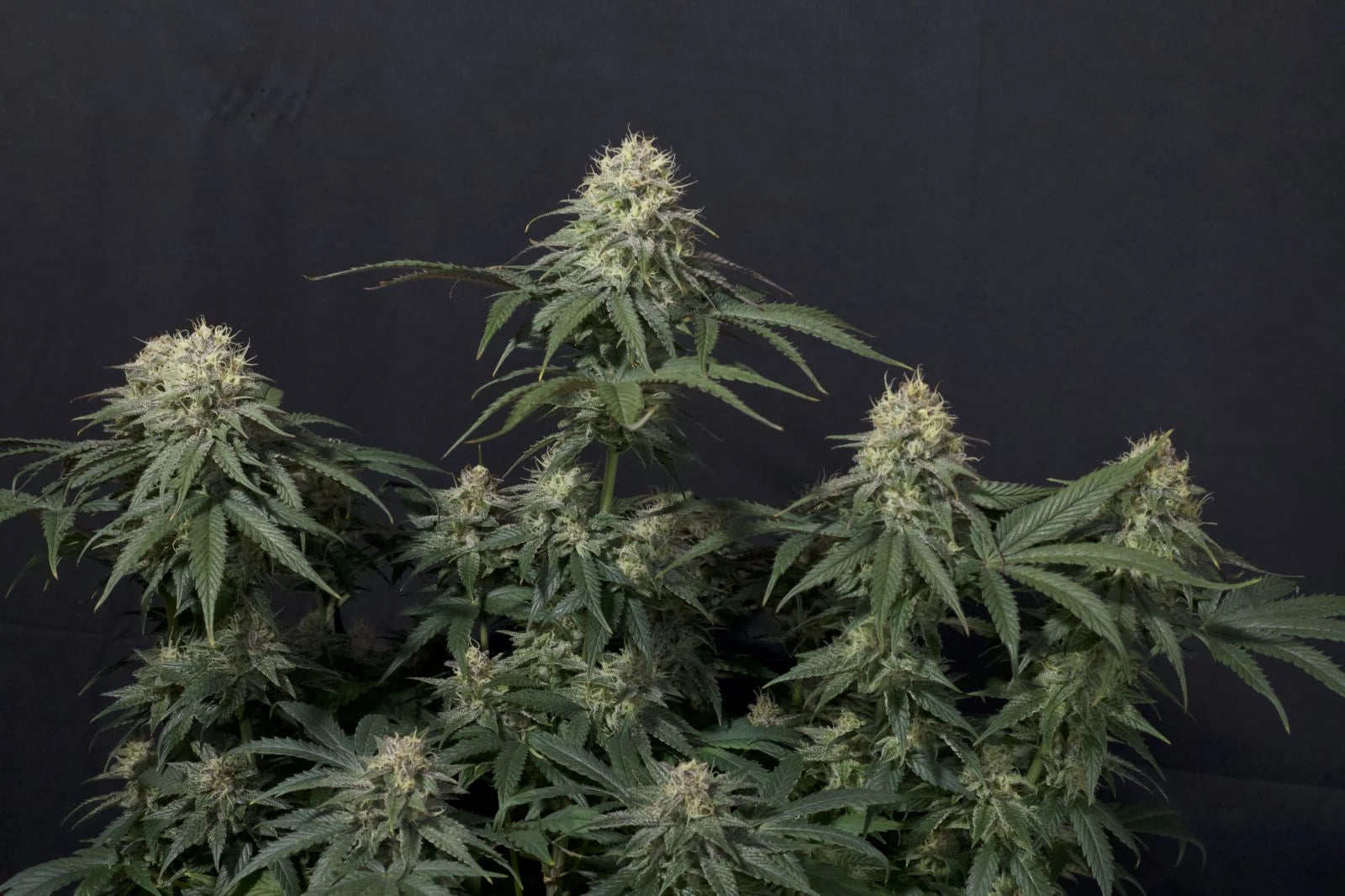 Tropicana Cookies Fastflowering - Feminized 5