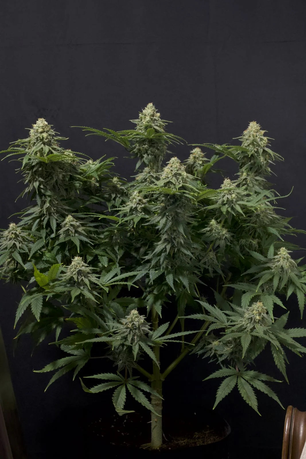 Wedding Cheesecake Fastflowering - Feminized 5