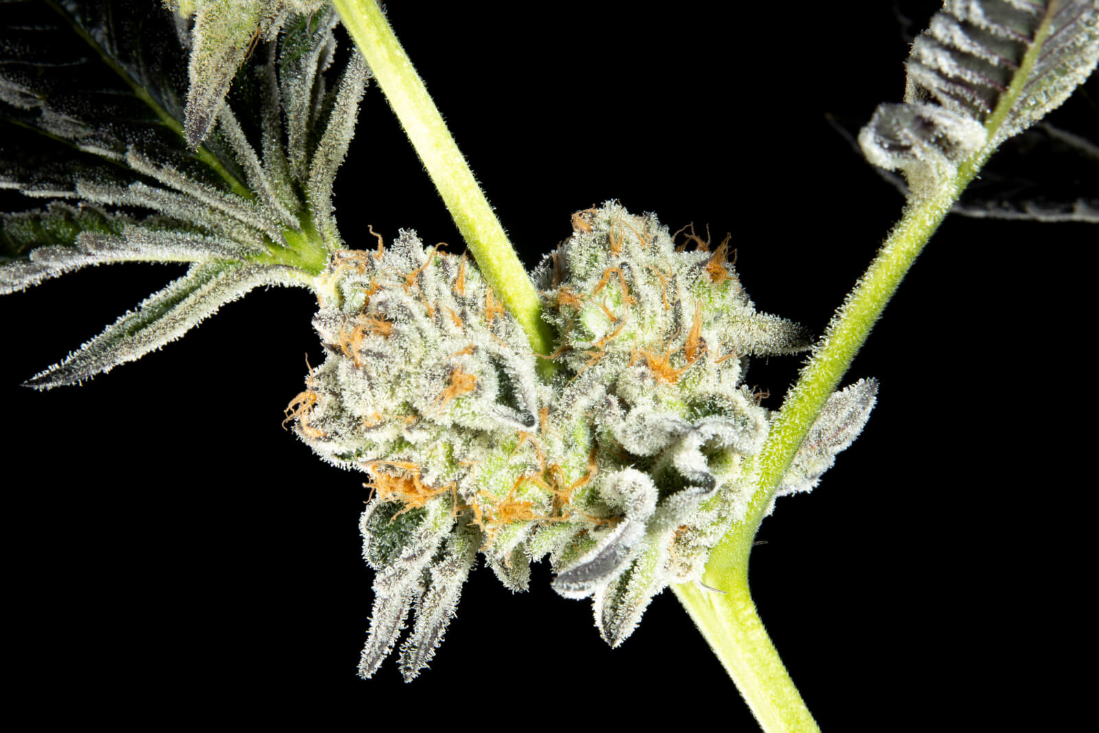 Key Lime Pie x Do-Si-Dos - Feminized