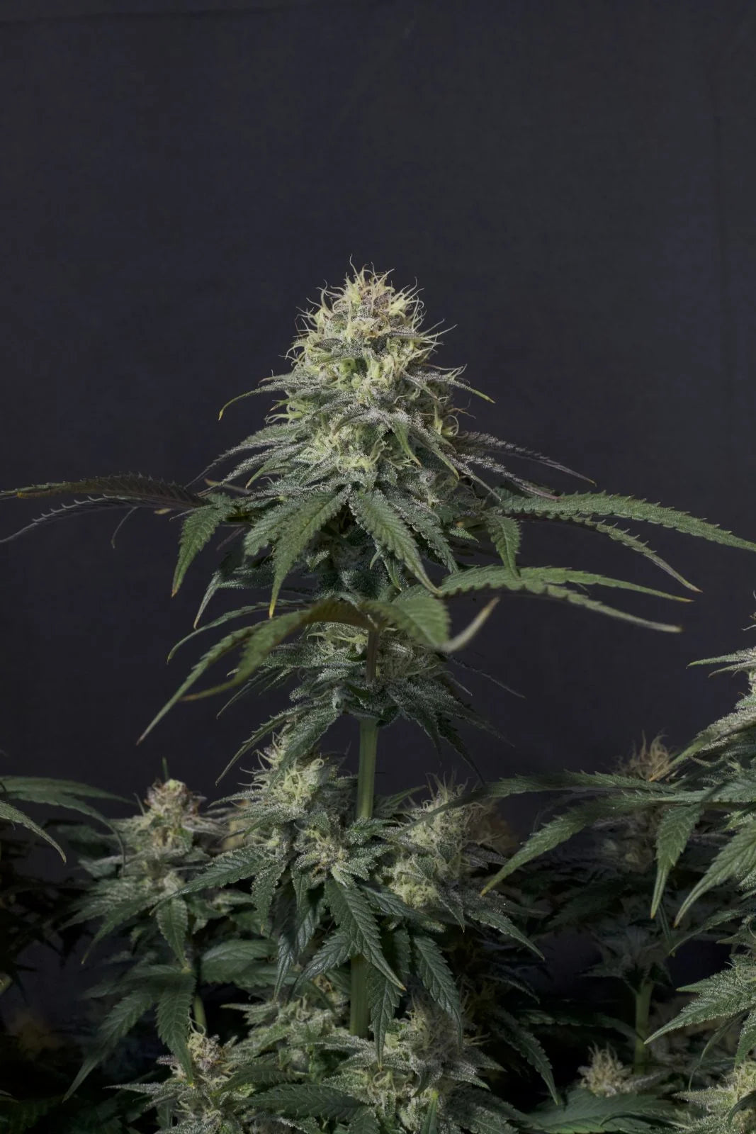 Tropicana Cookies Fastflowering - Feminized 6