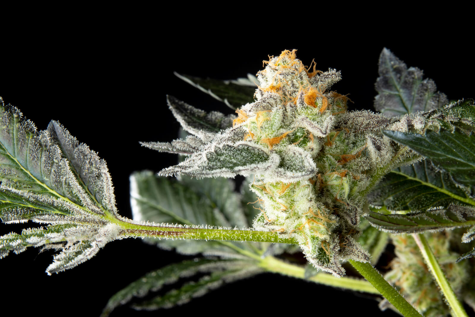 Key Lime Pie x Do-Si-Dos Feminized Seeds 2
