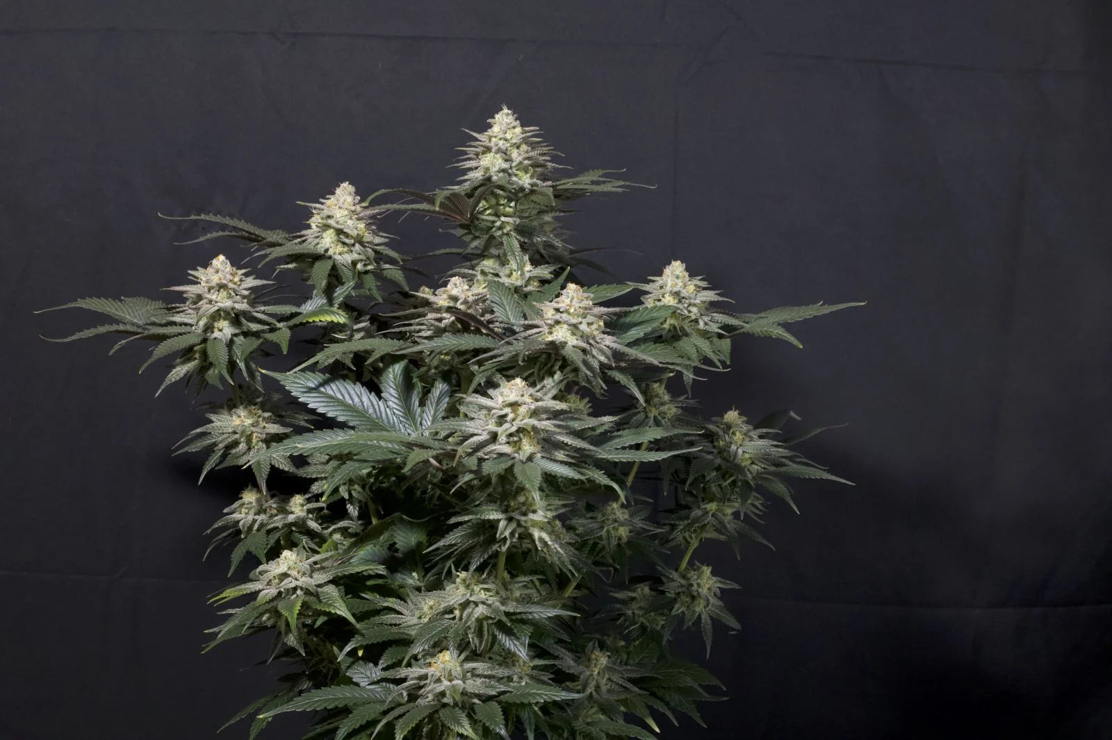 Purple Lemonade Fastflowering - Feminized