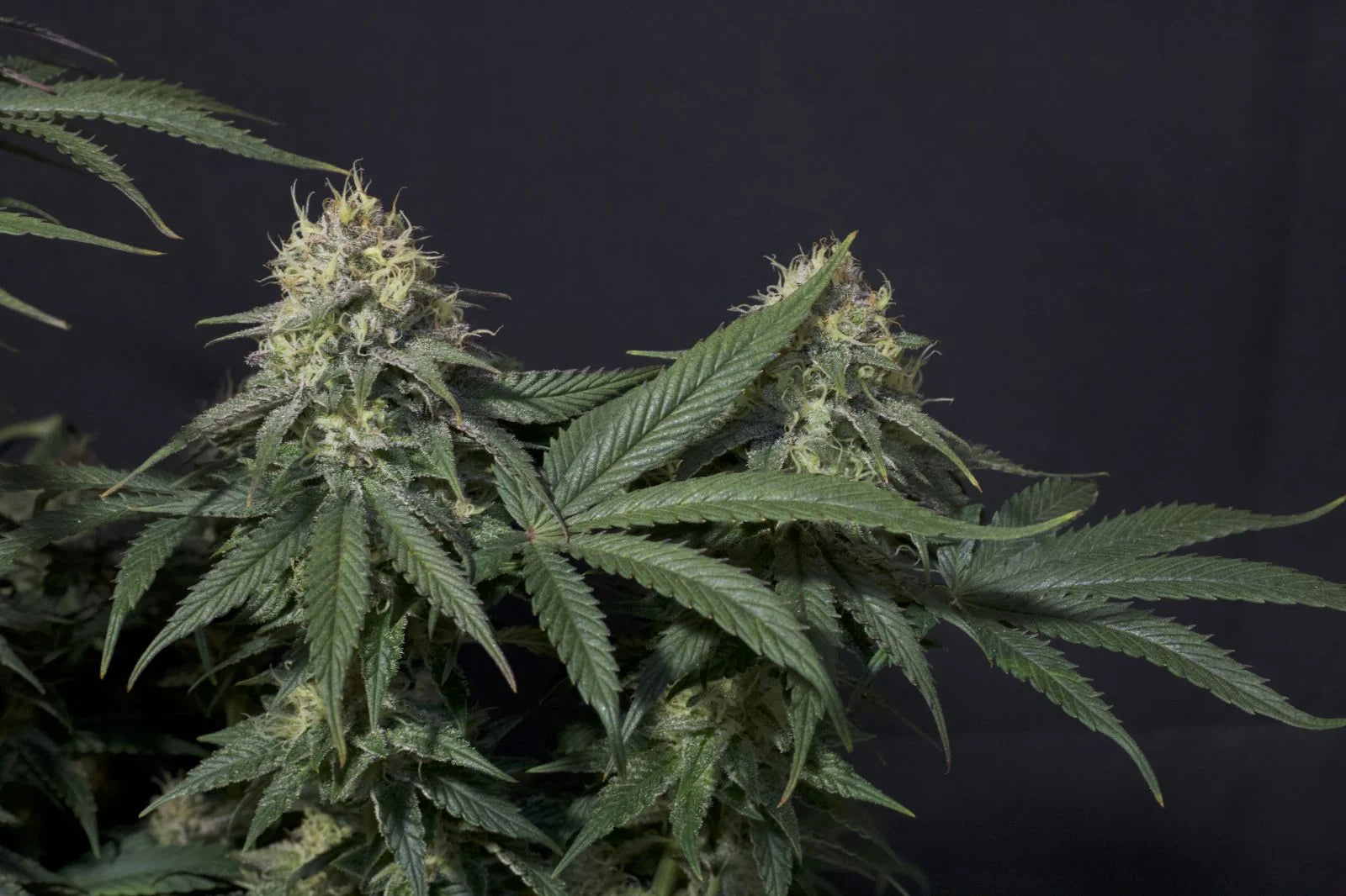 Tropicana Cookies Fastflowering - Feminized 7