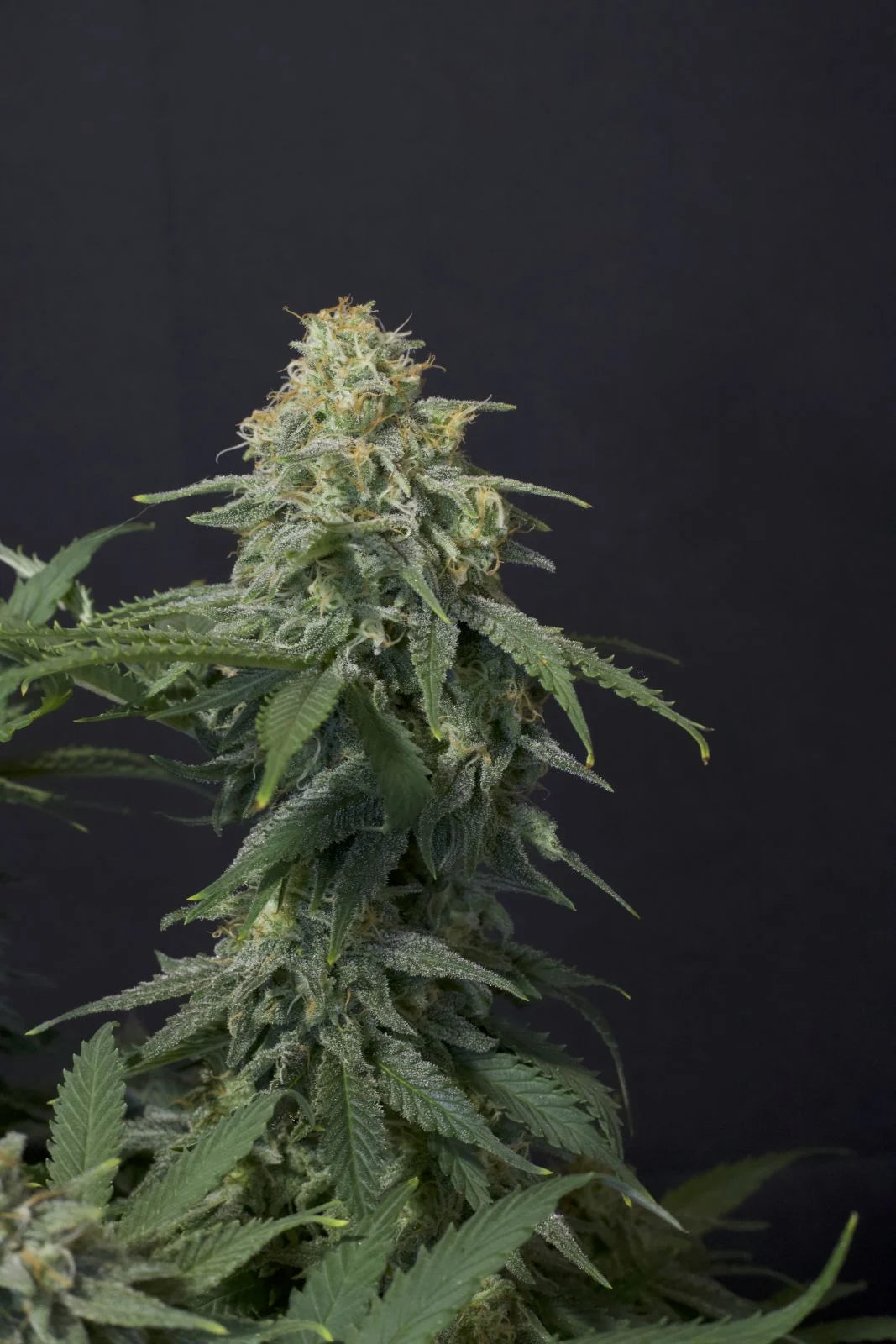 Wedding Cheesecake Fastflowering - Feminized 7