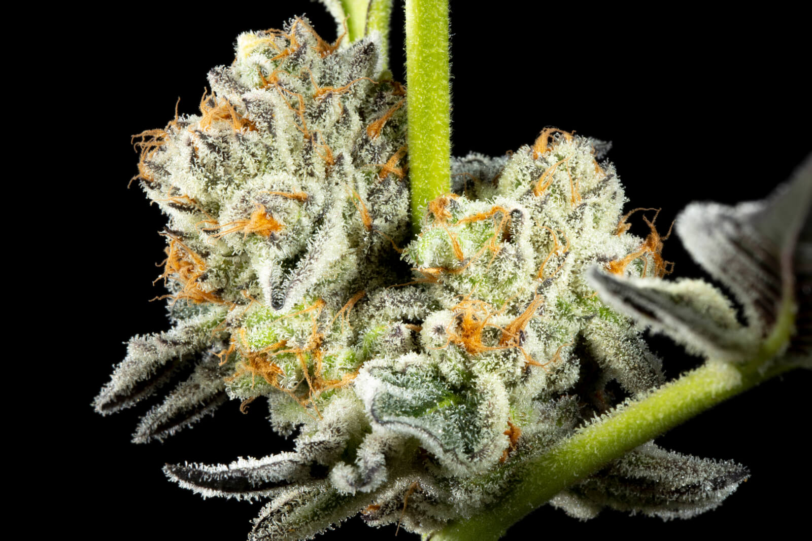 Key Lime Pie x Do-Si-Dos - Feminized