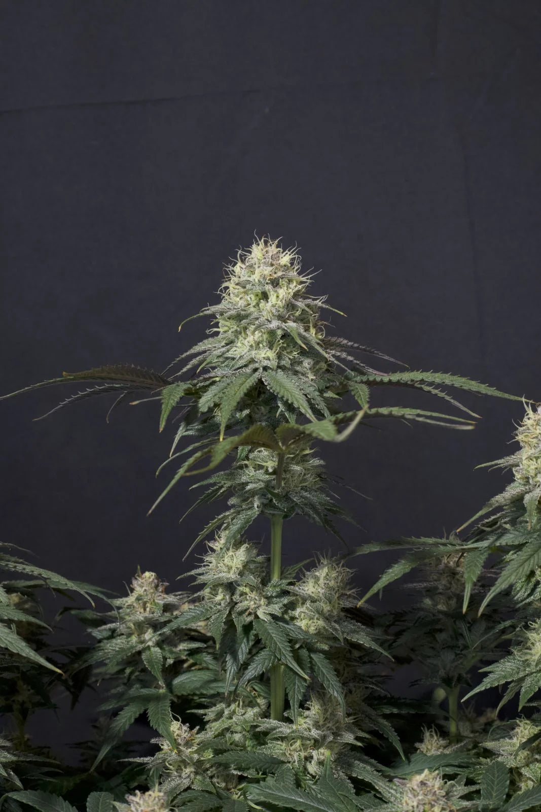 Tropicana Cookies Fastflowering - Feminized