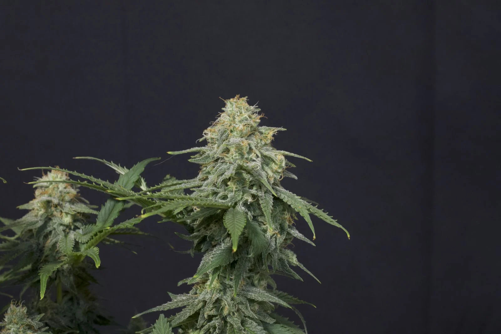Wedding Cheesecake Fastflowering - Feminized 8