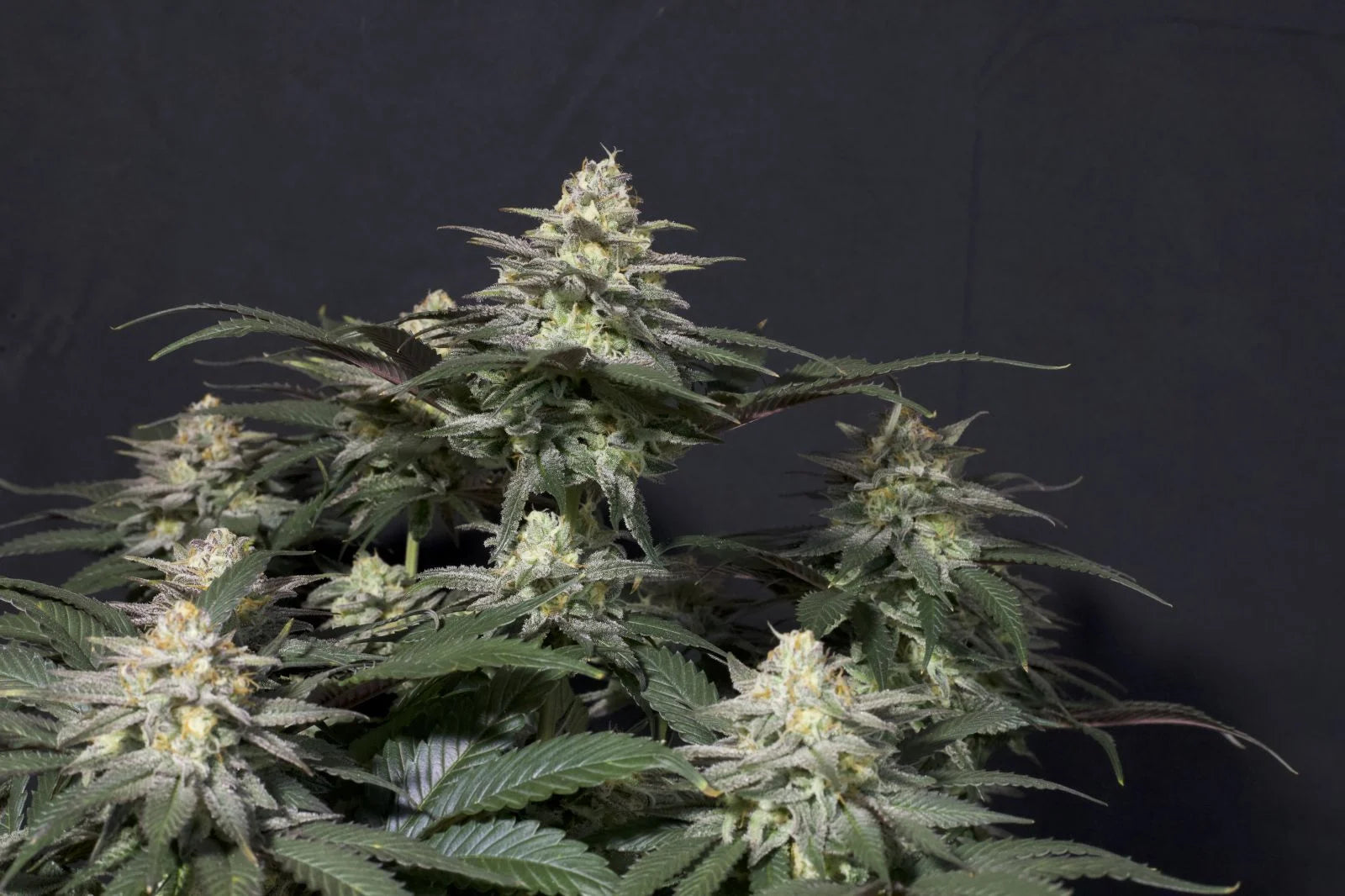 Purple Lemonade Fastflowering - Feminized