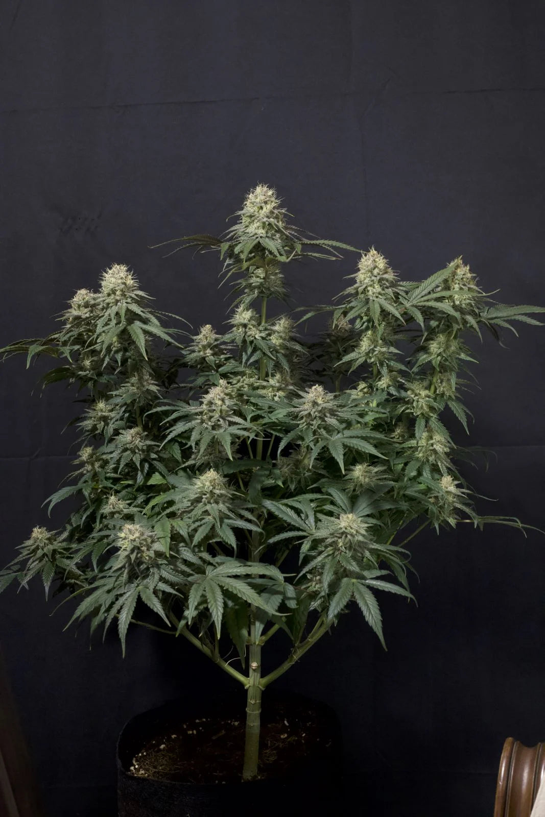 Tropicana Cookies Fastflowering - Feminized