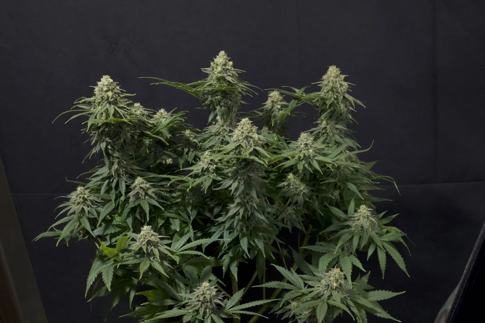 Wedding Cheesecake Fastflowering - Feminized