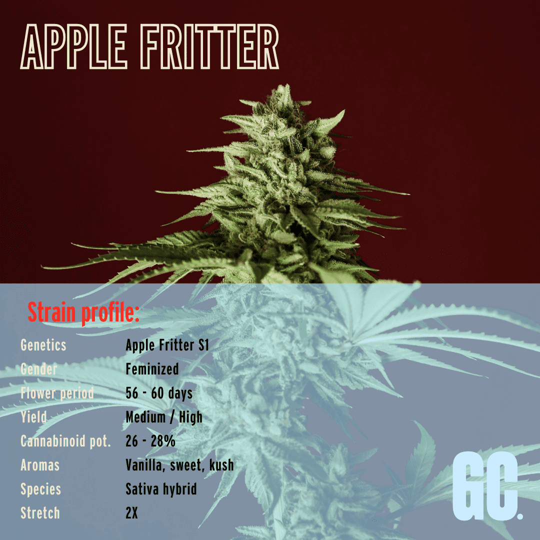 Apple Fritter - Feminized