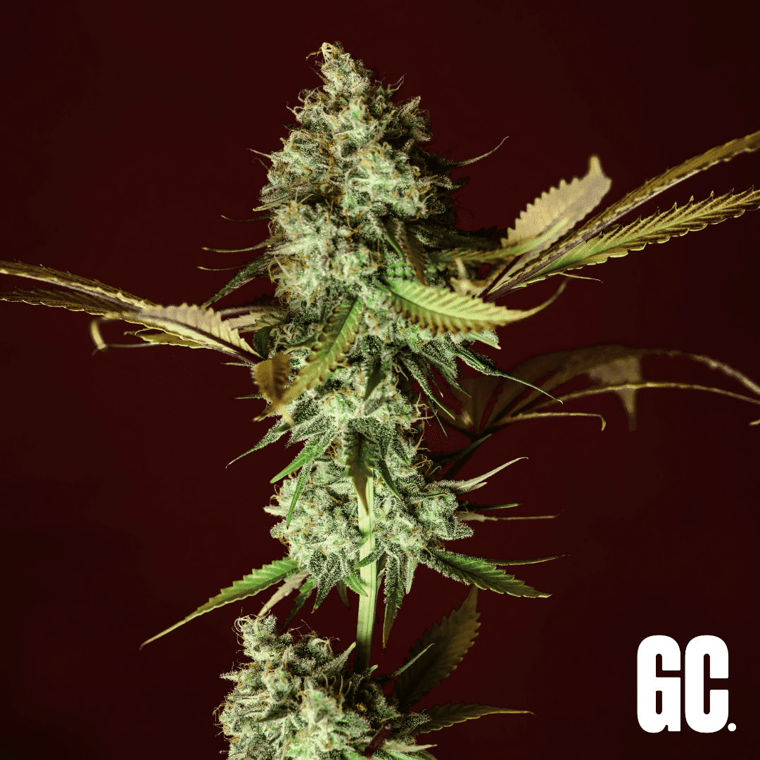 Apple Pie - Feminized