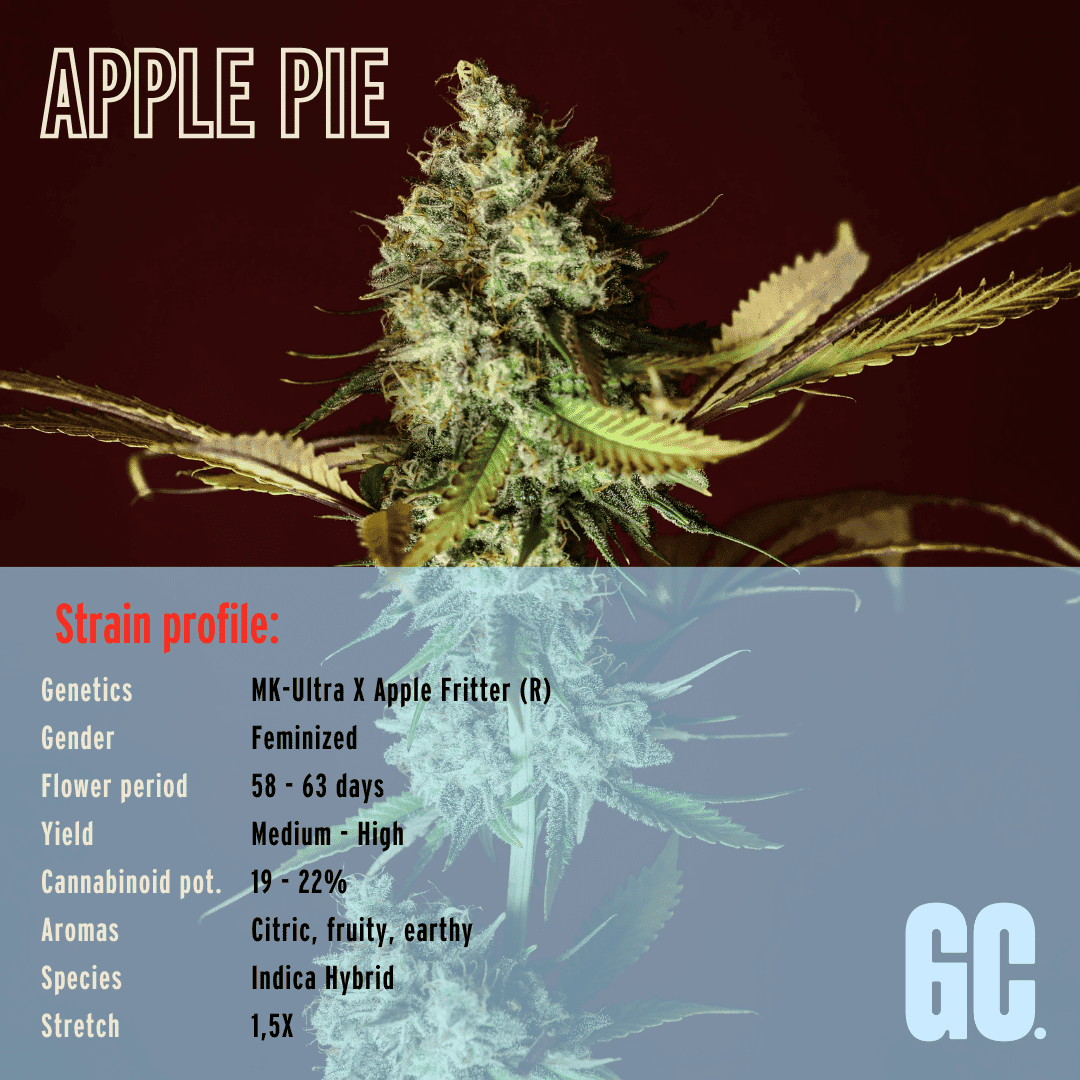 Apple Pie - Feminized