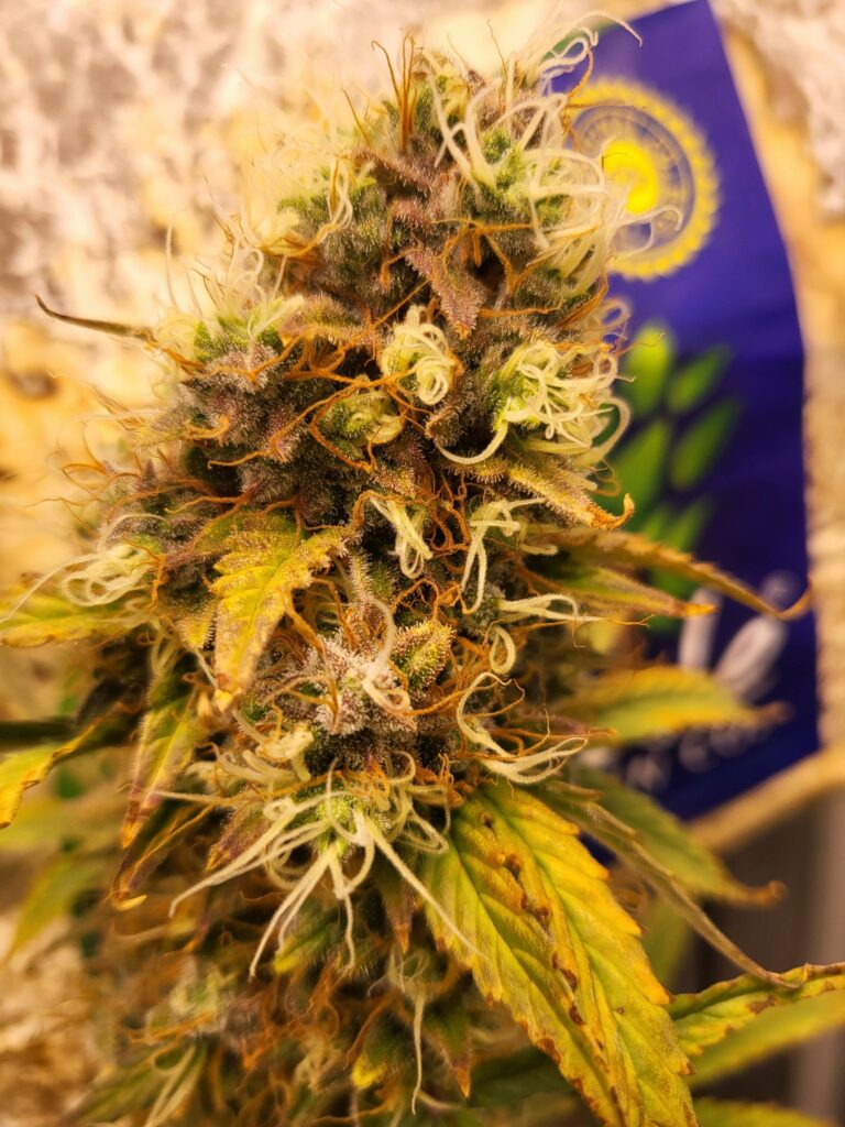 Blue Skyberry - Auto