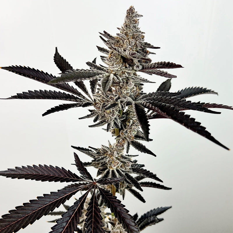 Cosmic 22 - Feminized
