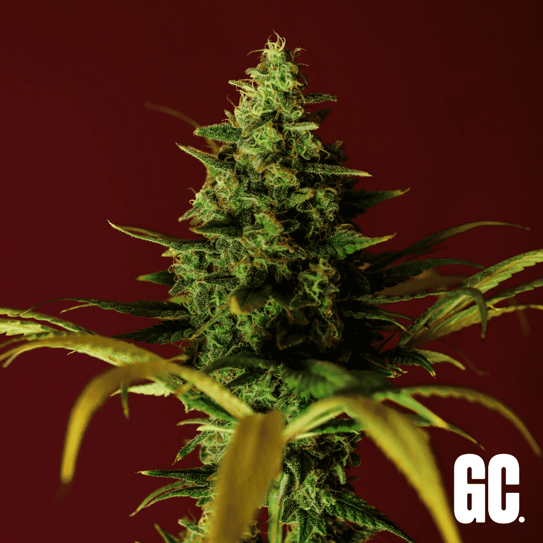 Cinderella 99 - Feminized Cinderella 99 - Feminized